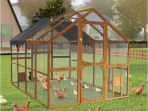 Outdoor Chicken Coop Enclosures
